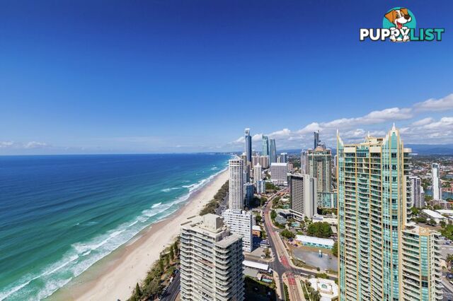 SURFERS PARADISE QLD 4217