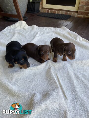 Mini Dachshunds