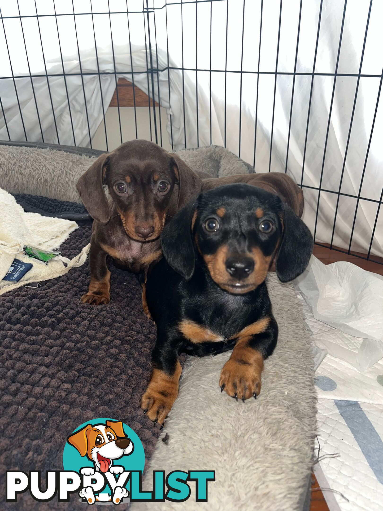 Mini Dachshunds