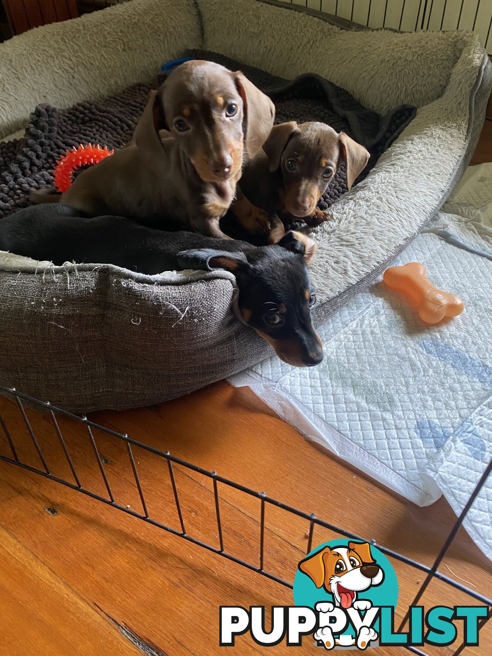 Mini Dachshunds