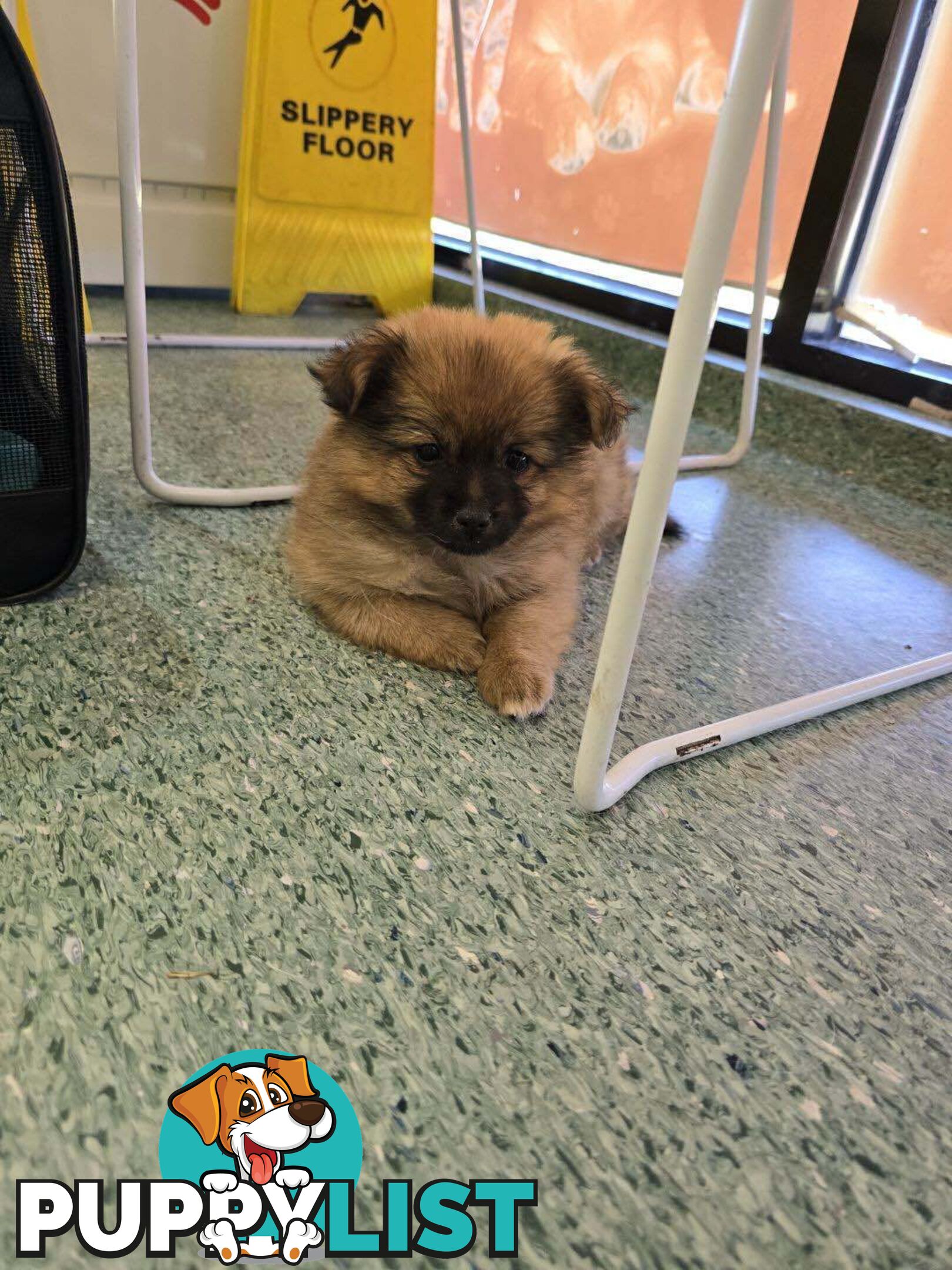 Pomeranian pup looking for a new home