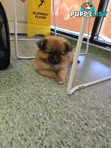 Pomeranian pup looking for a new home