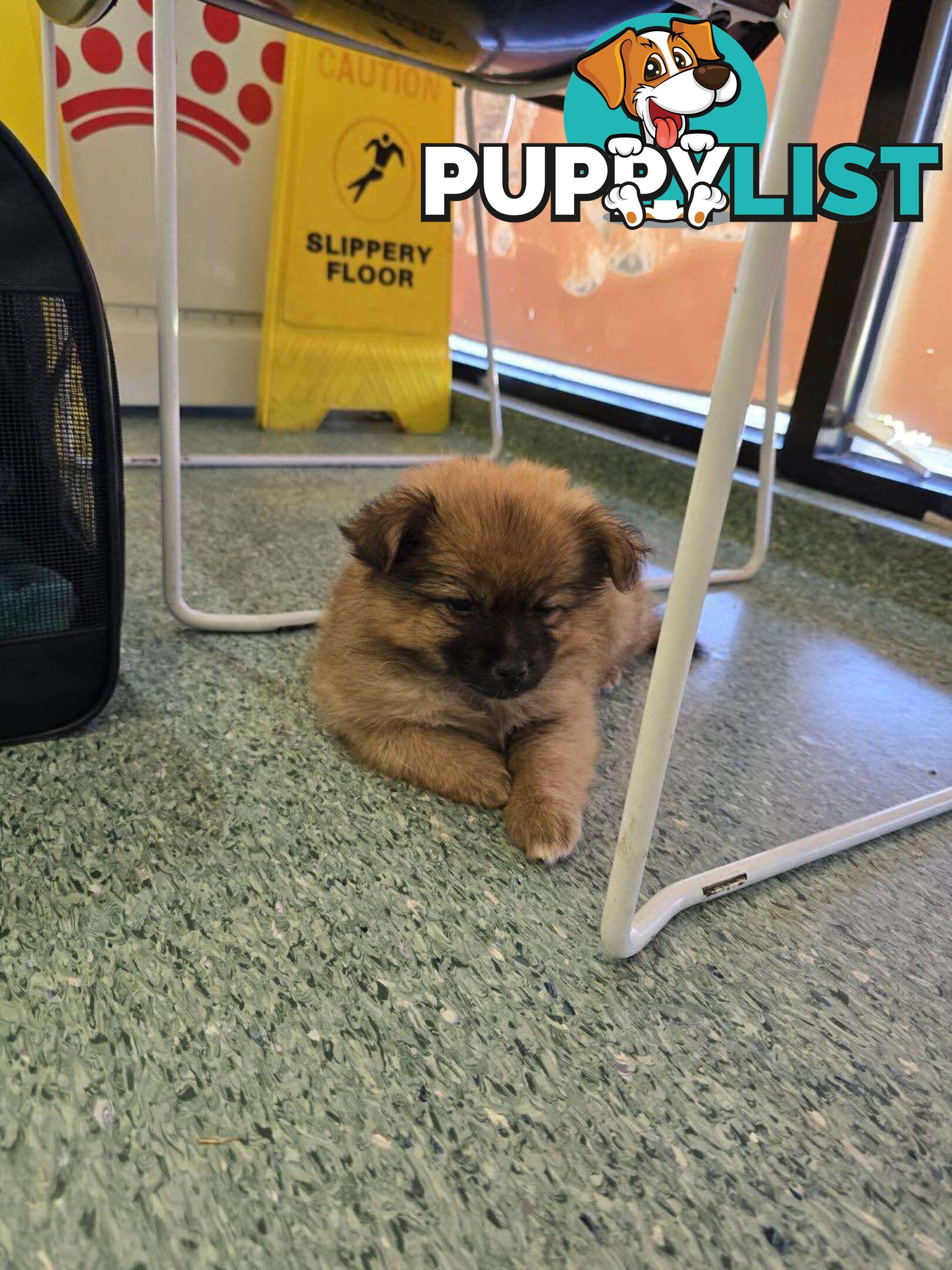 Pomeranian pup looking for a new home