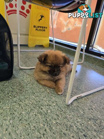 Pomeranian pup looking for a new home