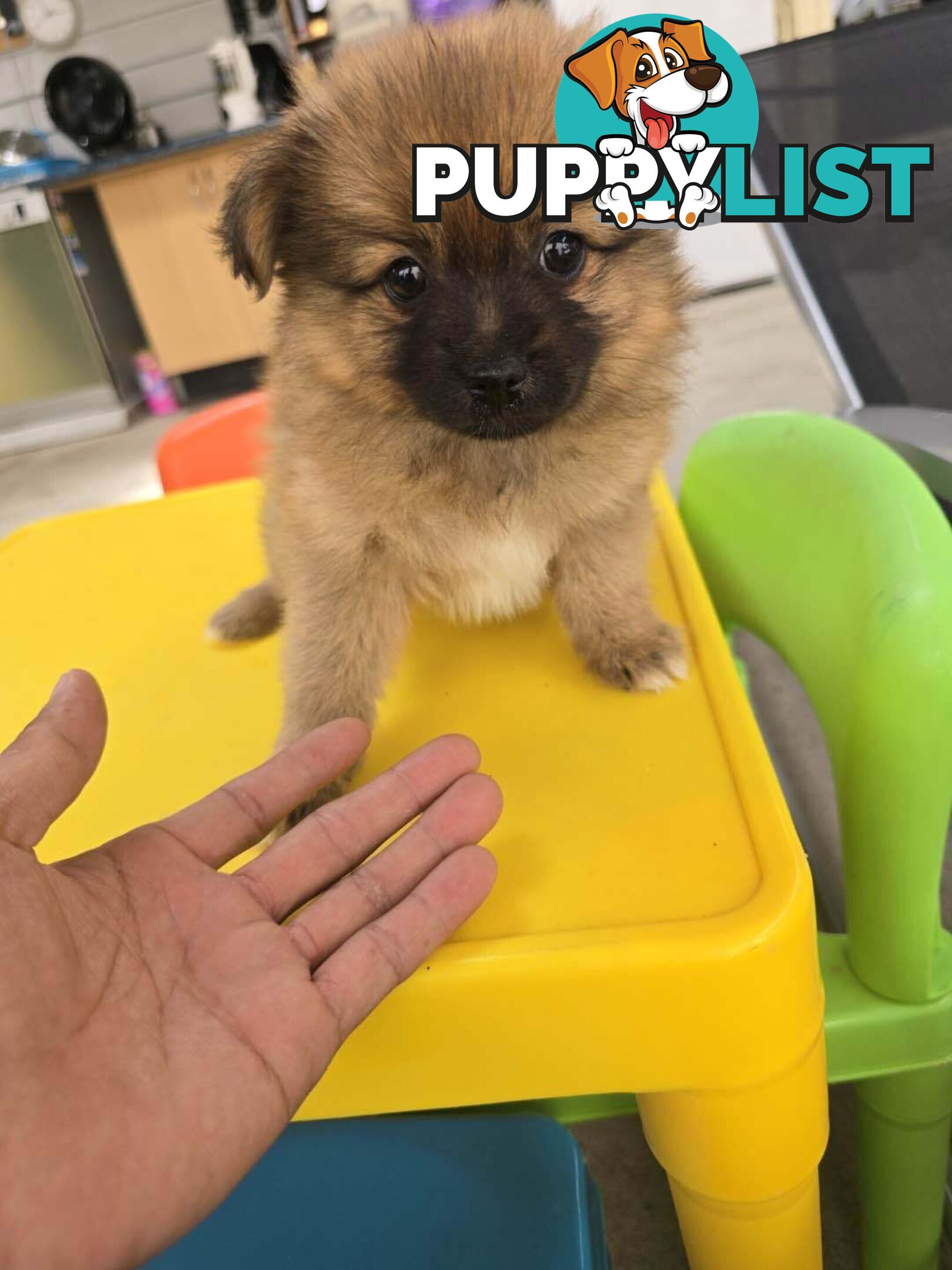 Pomeranian pup looking for a new home