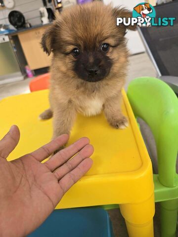 Pomeranian pup looking for a new home