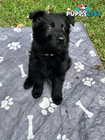 Black Long Coat Purebred German Shepherds