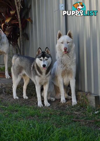 Siberian Husky Puppies