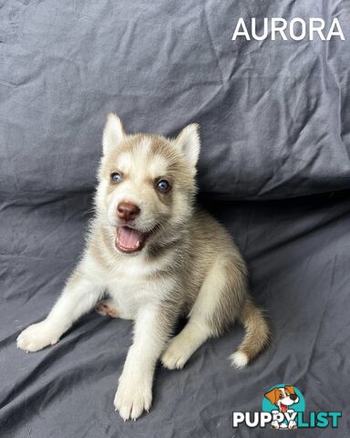 Siberian Husky Puppies