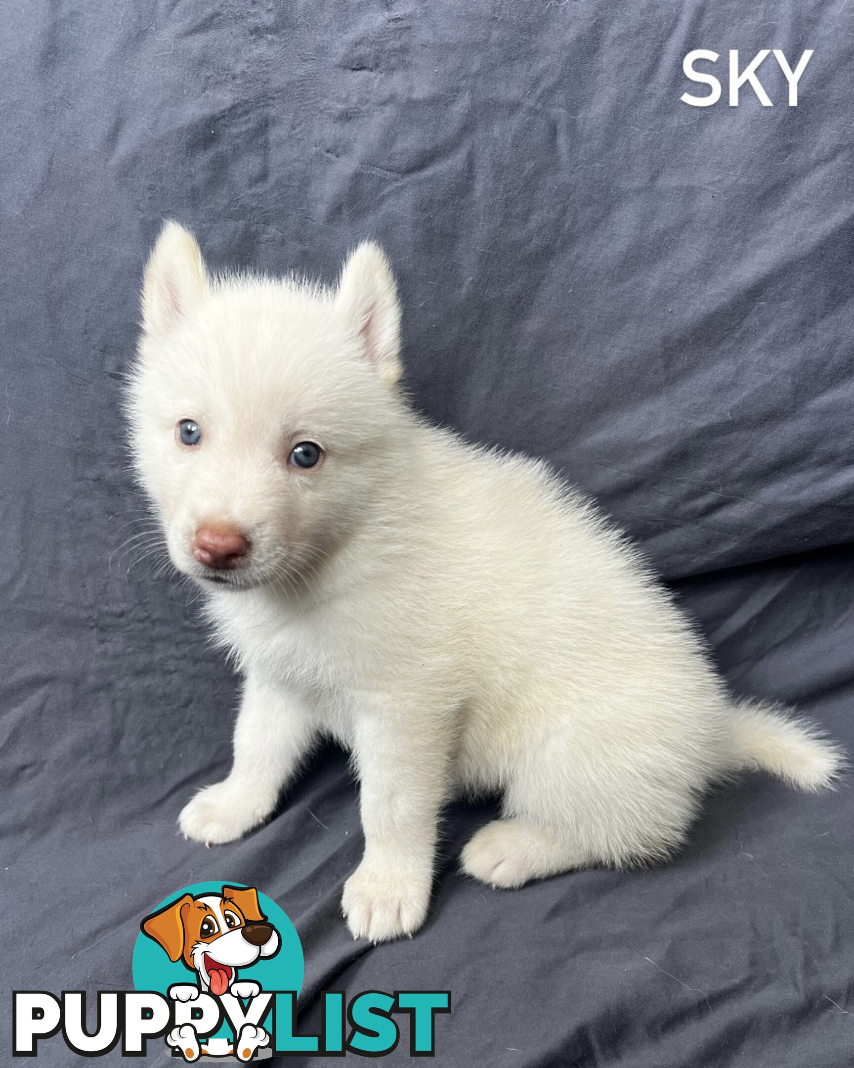 Siberian Husky Puppies