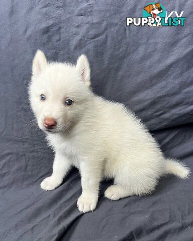 Siberian Husky Puppies