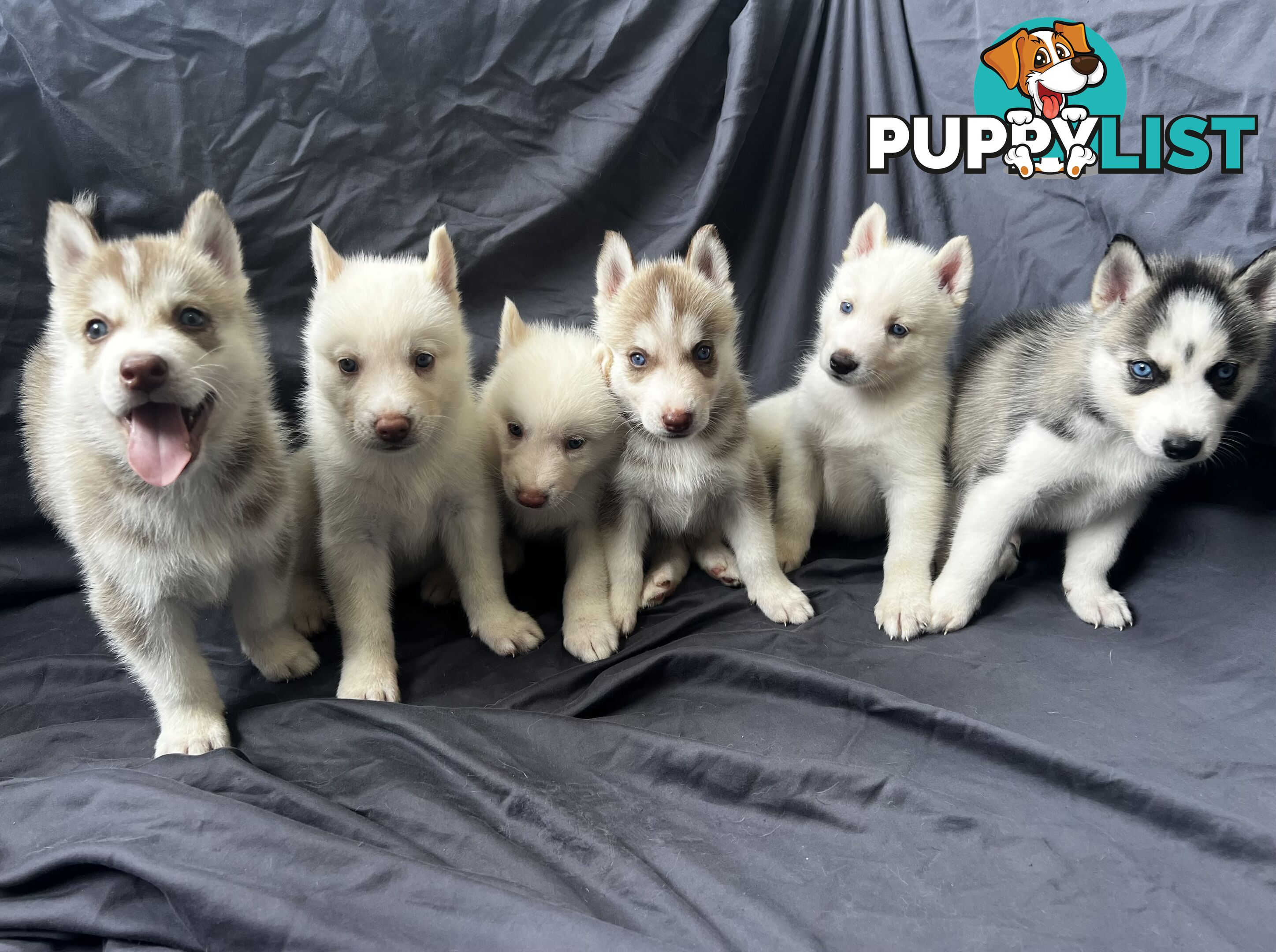 Siberian Husky Puppies