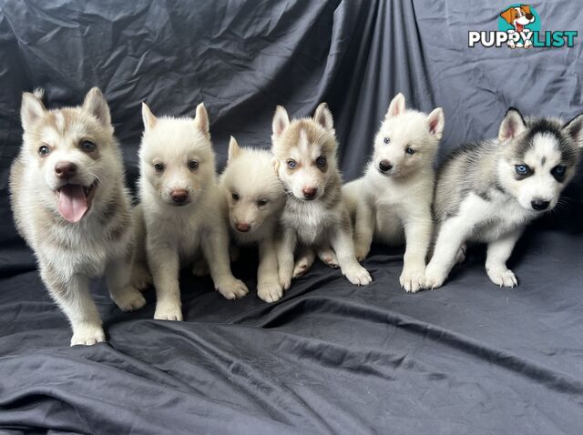 Siberian Husky Puppies