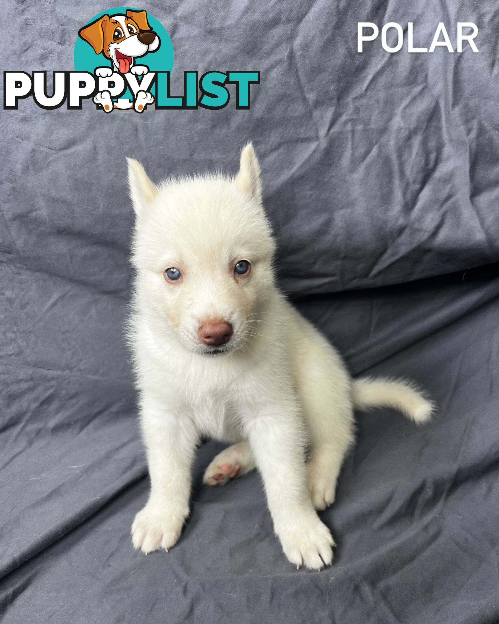 Siberian Husky Puppies