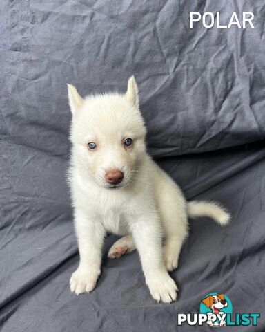 Siberian Husky Puppies