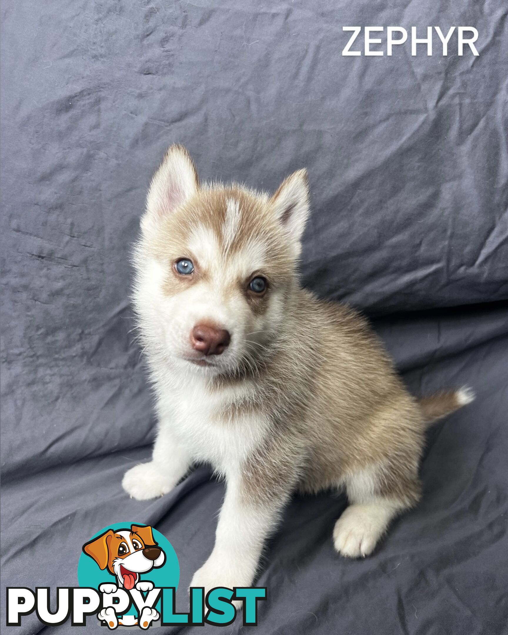 Siberian Husky Puppies