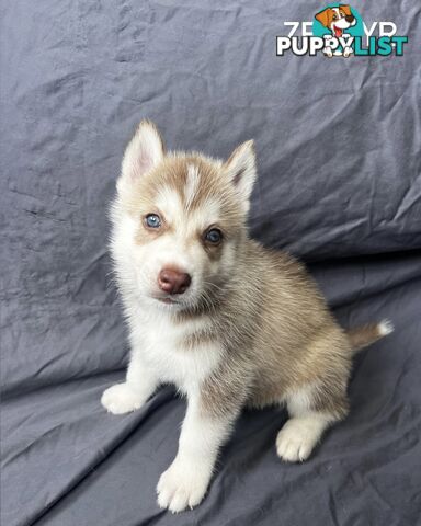 Siberian Husky Puppies