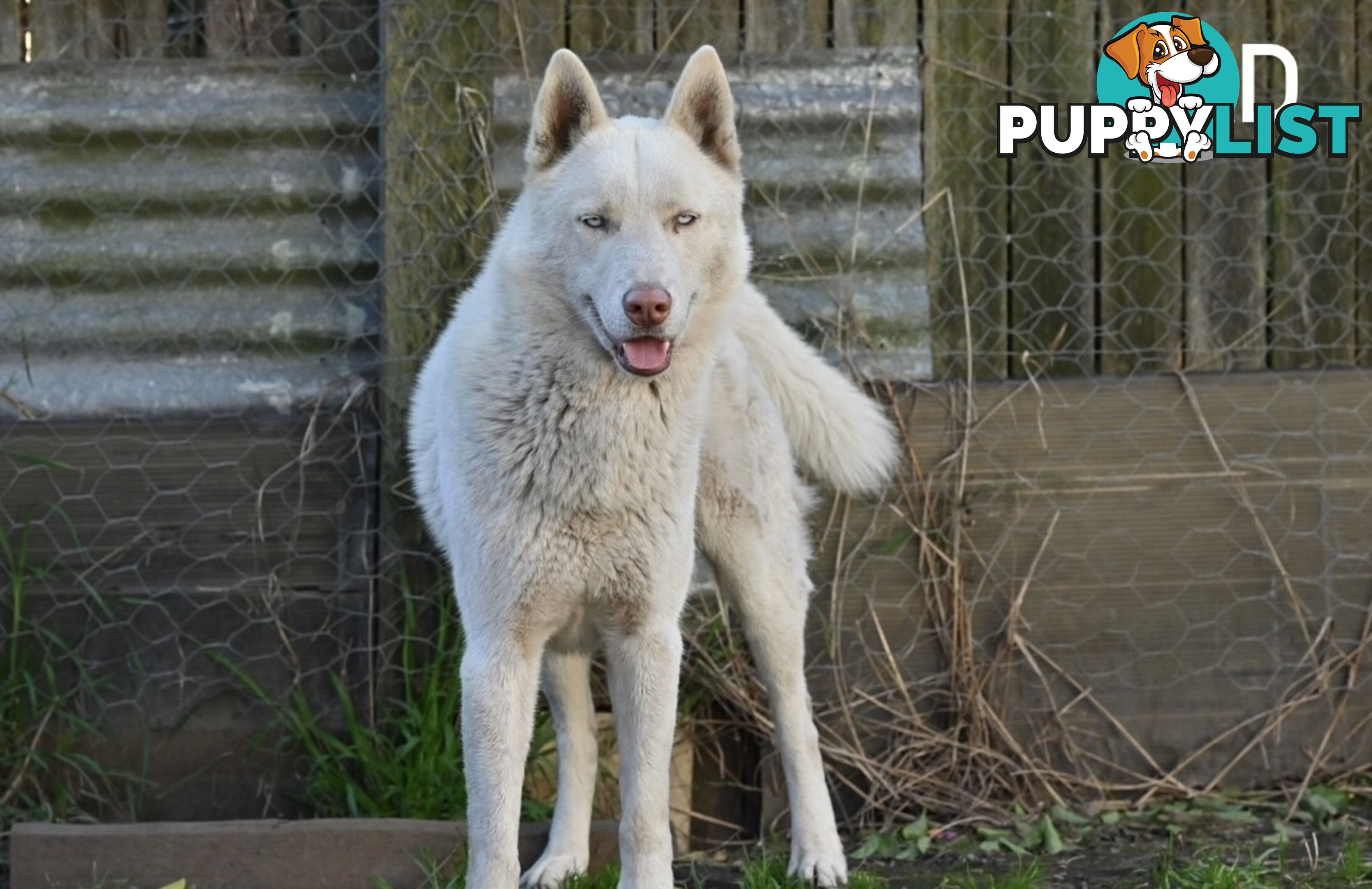 Siberian Husky Puppies