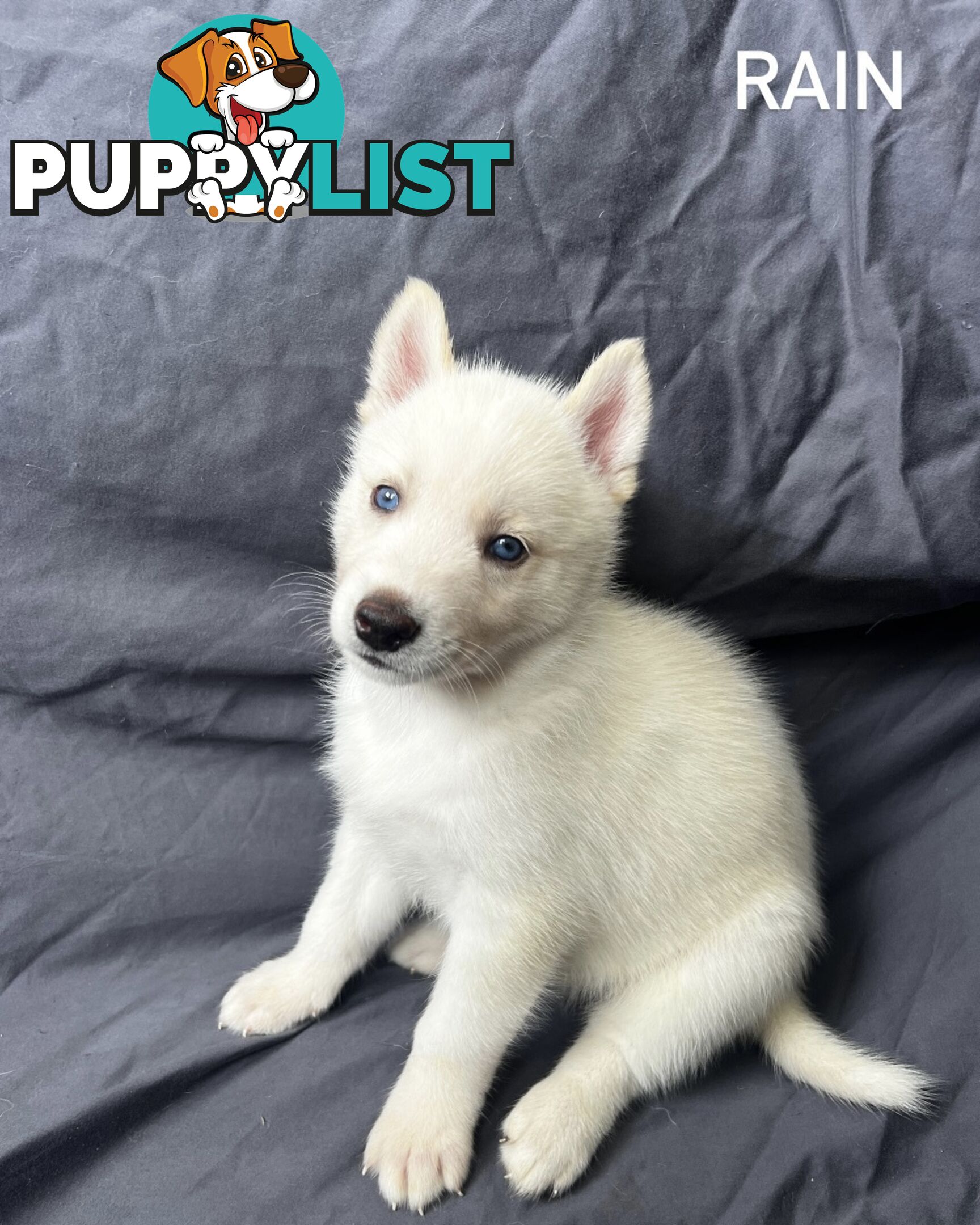 Siberian Husky Puppies