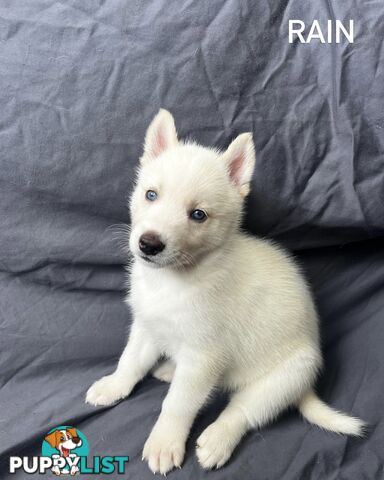 Siberian Husky Puppies