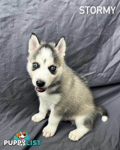 Siberian Husky Puppies