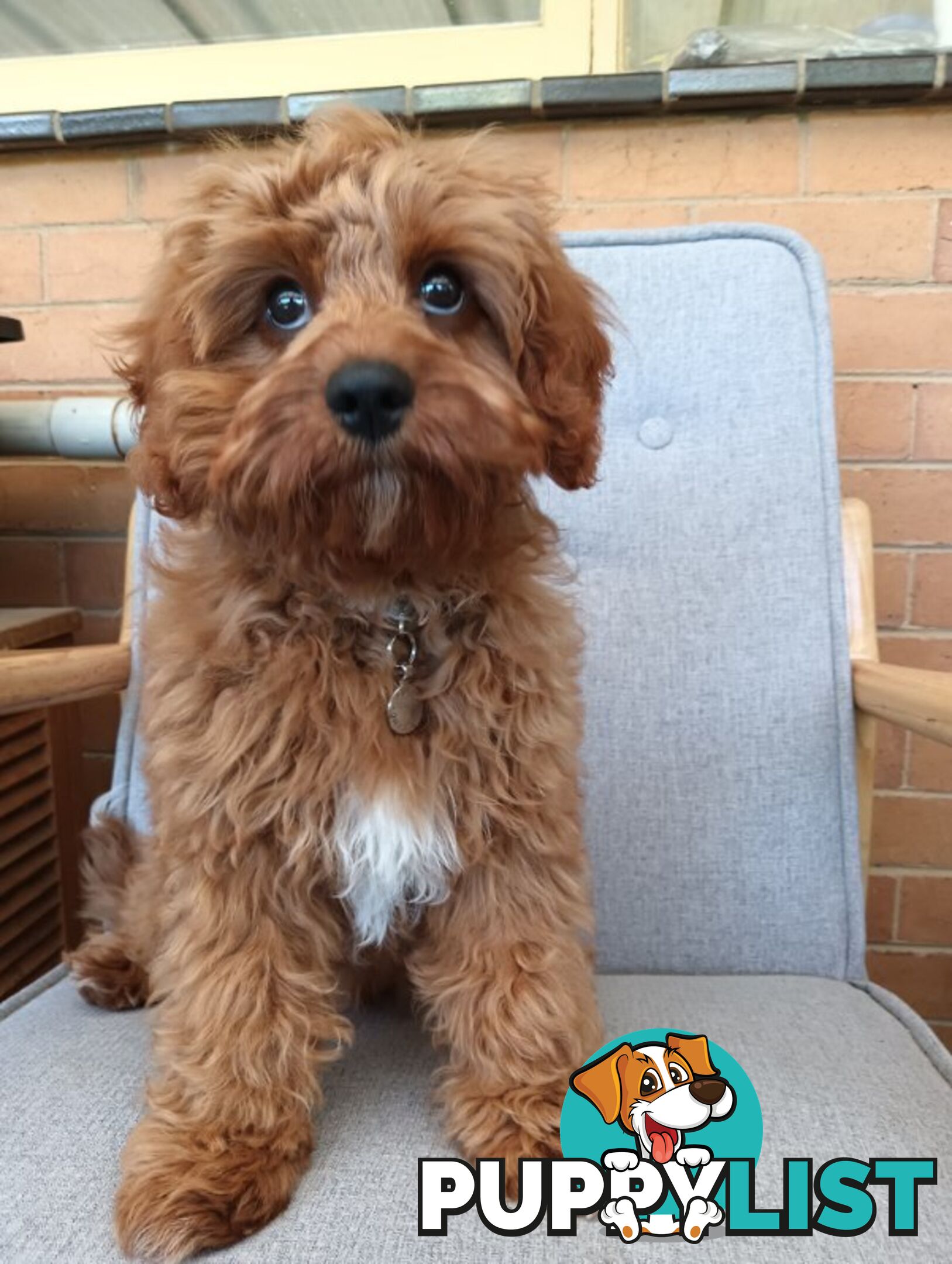 Cavoodle Puppies So Cute & Cuddly