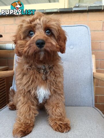 Cavoodle Puppies So Cute & Cuddly