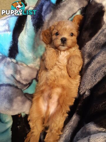 Cavoodle Puppies So Cute & Cuddly