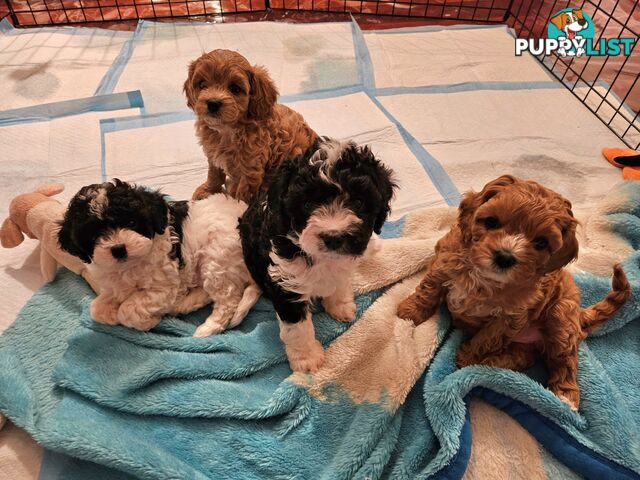 Cavoodle Puppies So Cute & Cuddly