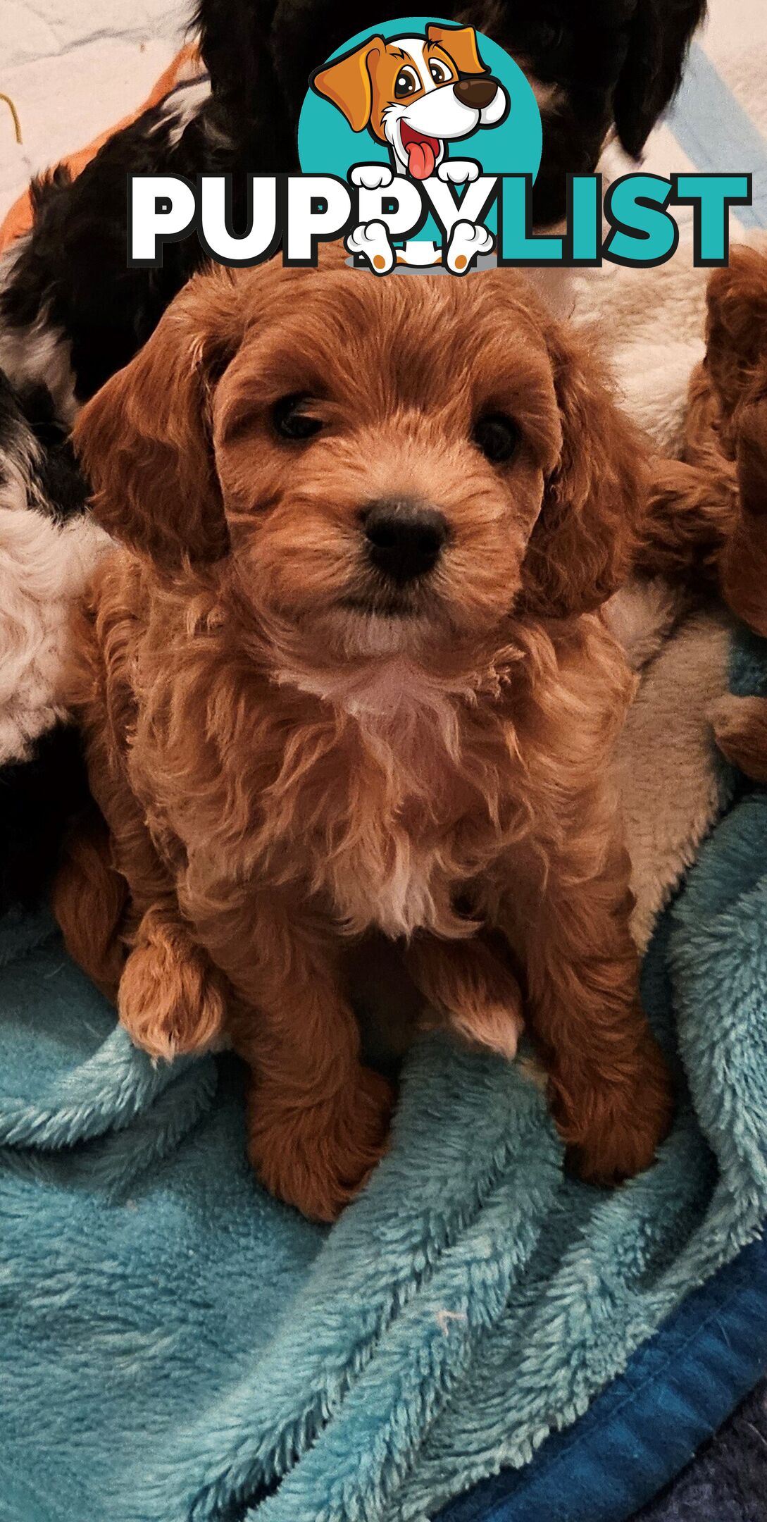 Cavoodle Puppies So Cute & Cuddly