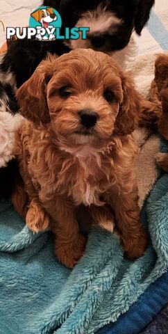 Cavoodle Puppies So Cute & Cuddly