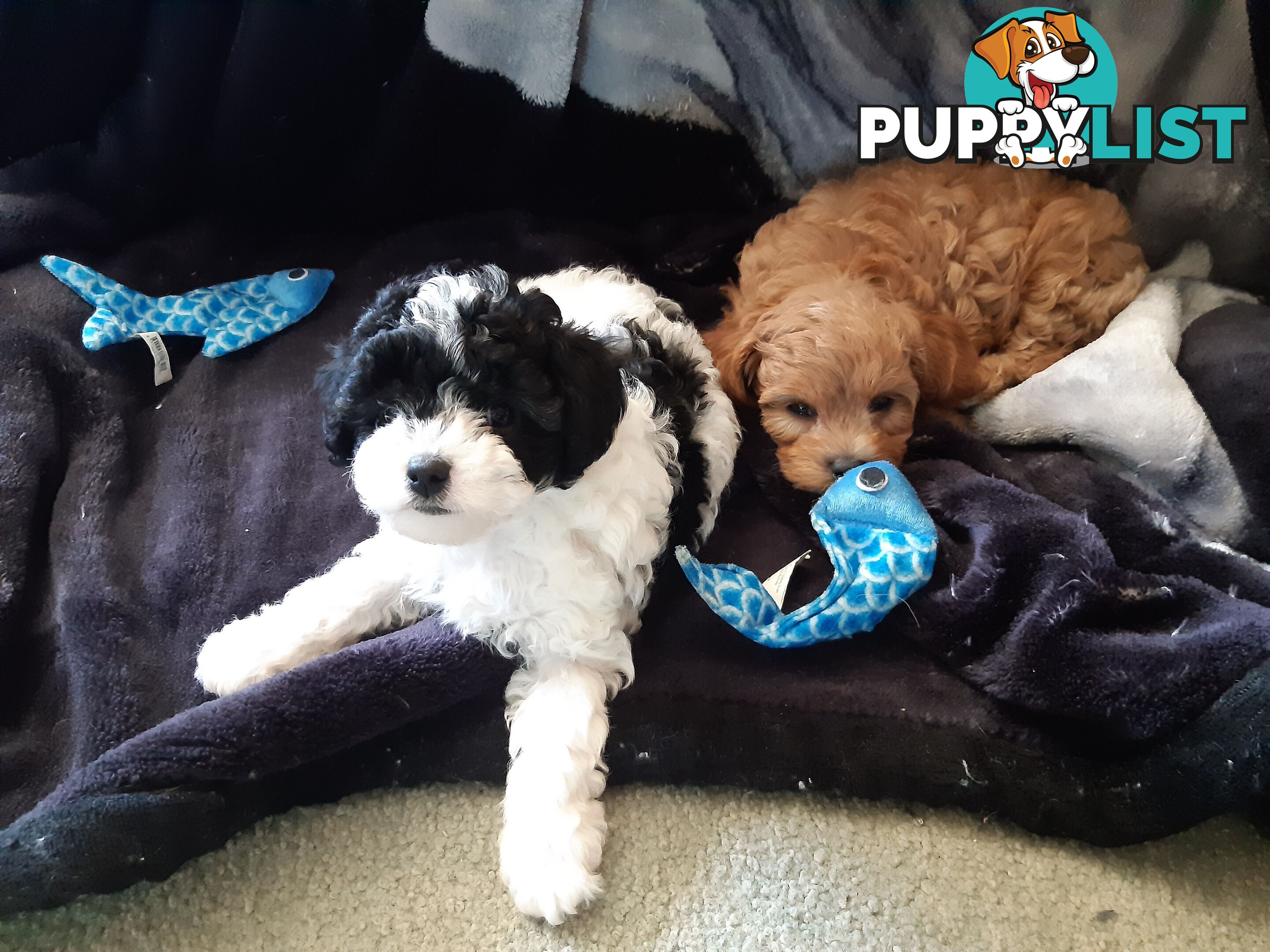 Cavoodle Puppies So Cute & Cuddly