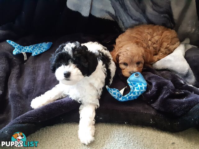 Cavoodle Puppies So Cute & Cuddly