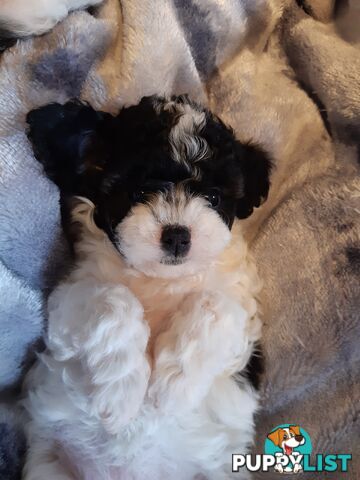 Cavoodle Puppies So Cute & Cuddly