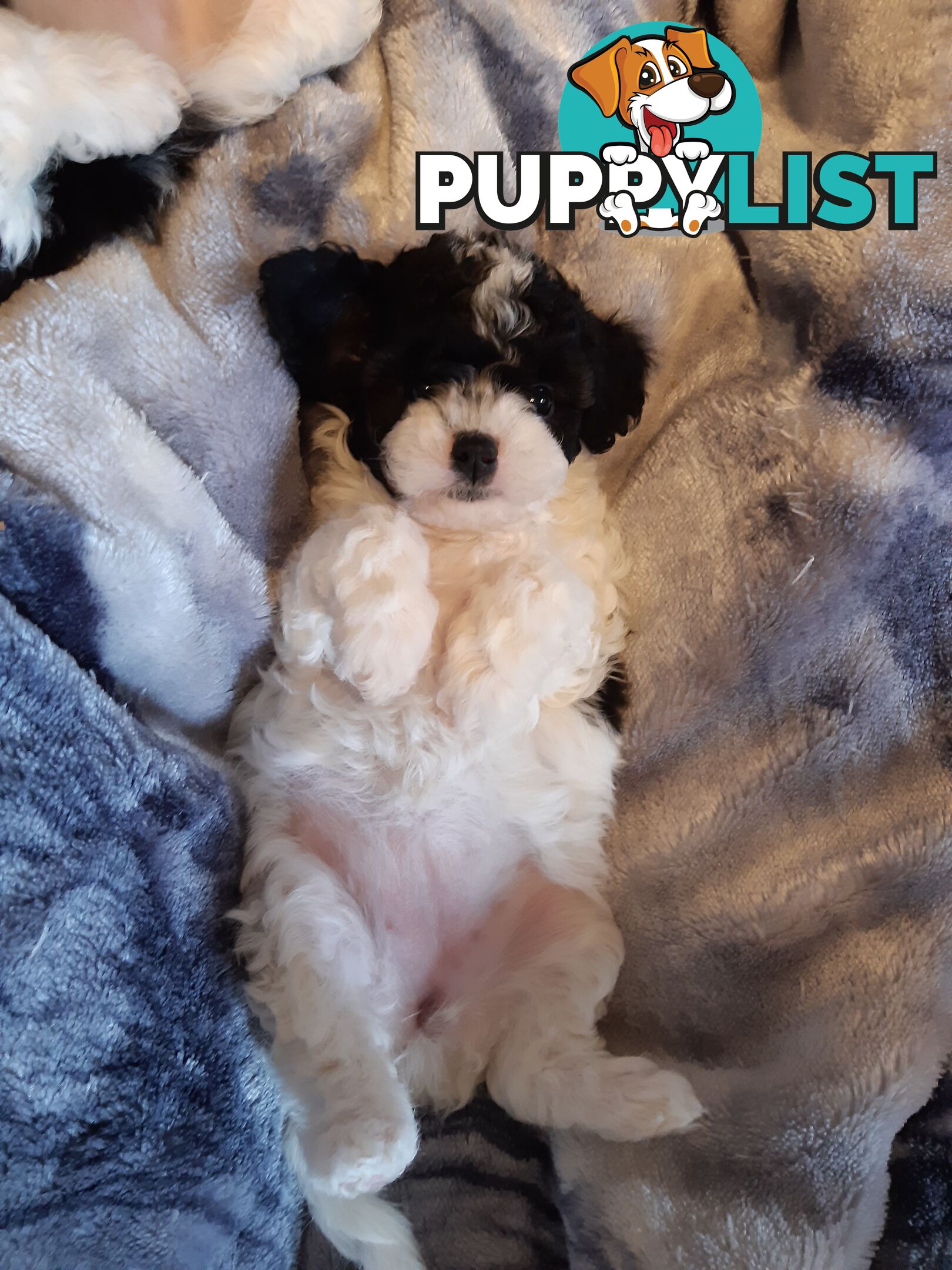 Cavoodle Puppies So Cute & Cuddly