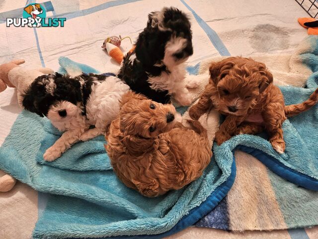 Cavoodle Puppies So Cute &amp; Cuddly