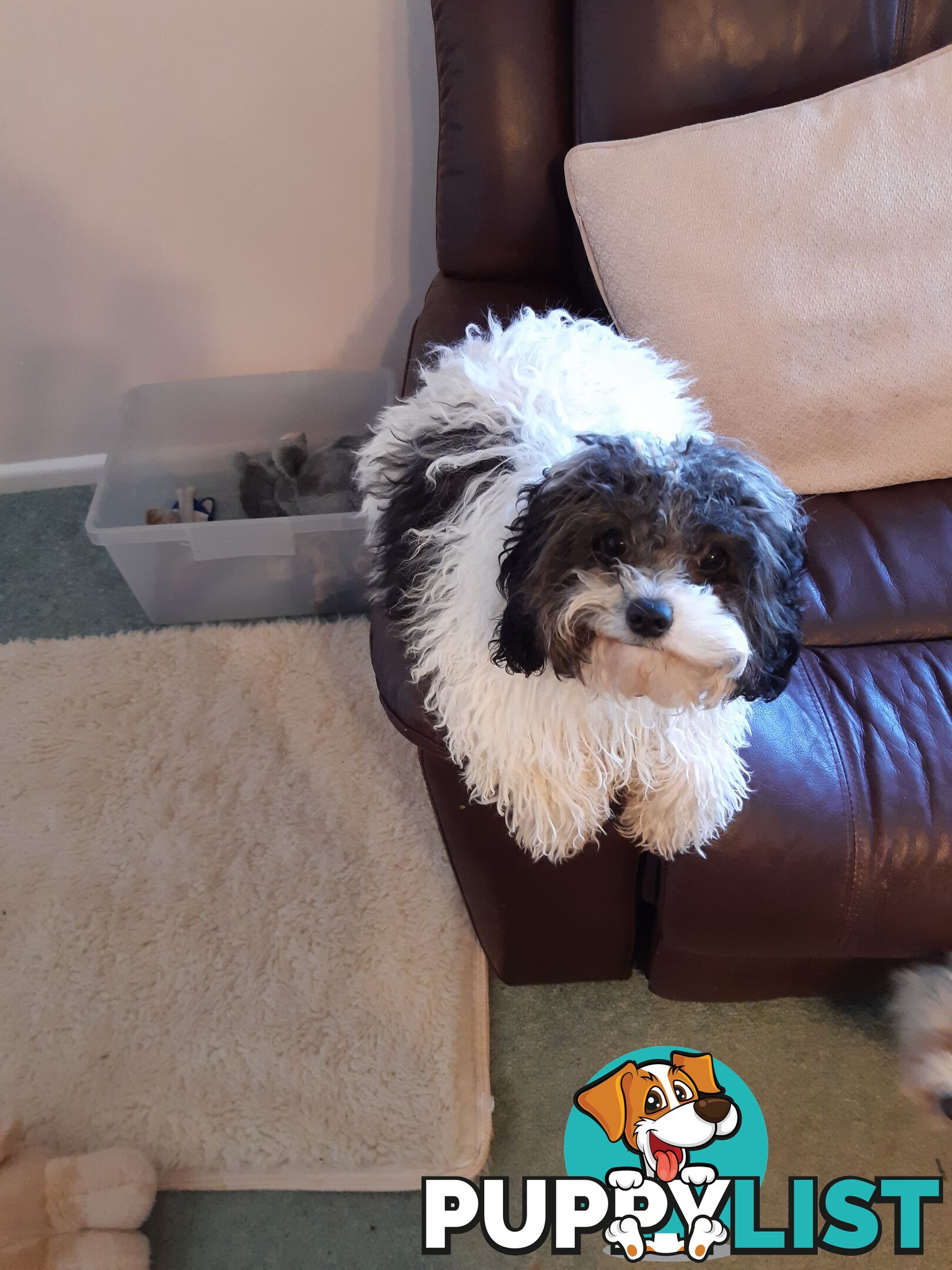 Cavoodle Puppies So Cute & Cuddly