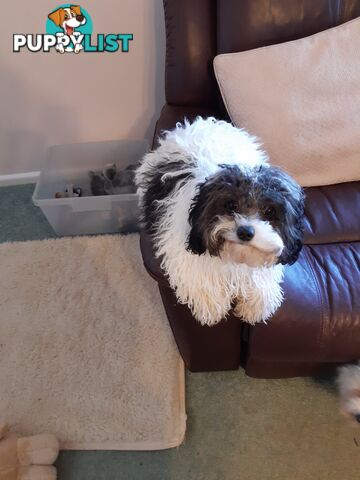 Cavoodle Puppies So Cute & Cuddly