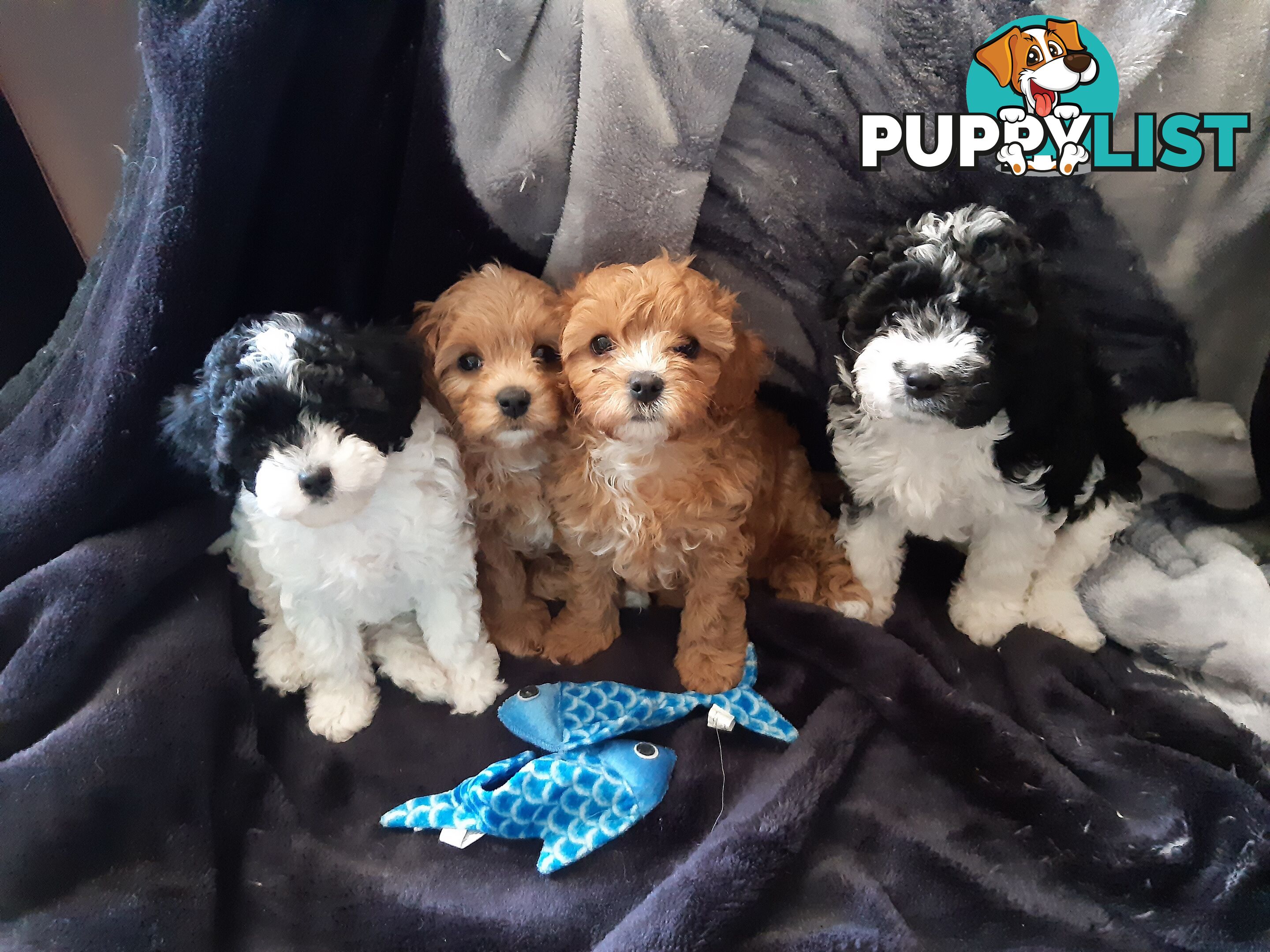 Cavoodle Puppies So Cute & Cuddly