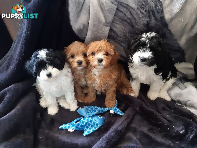 Cavoodle Puppies So Cute &amp;amp;amp;amp; Cuddly