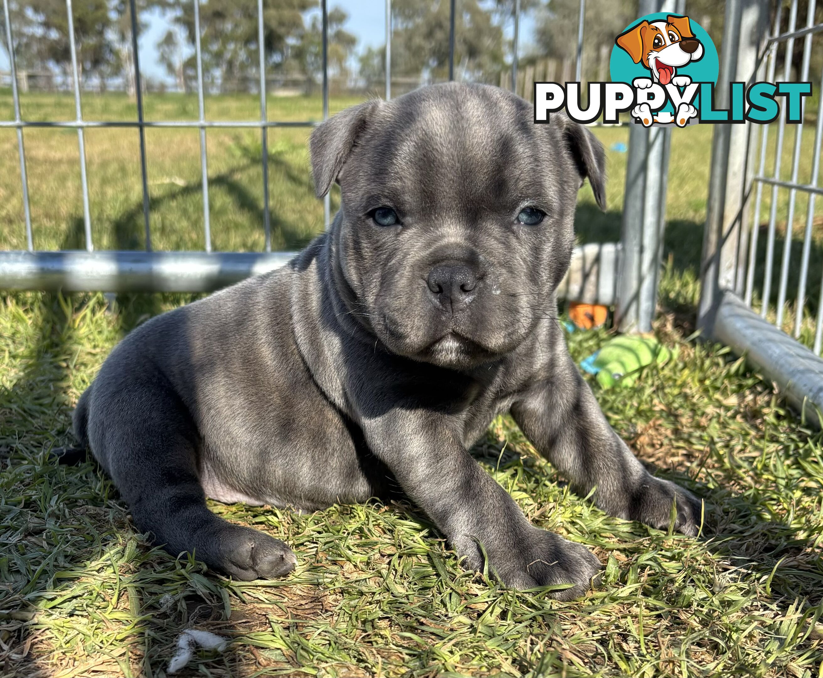 Purebred Blue Staffordshire Bull Terrier