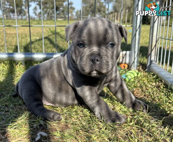 Purebred Blue Staffordshire Bull Terrier