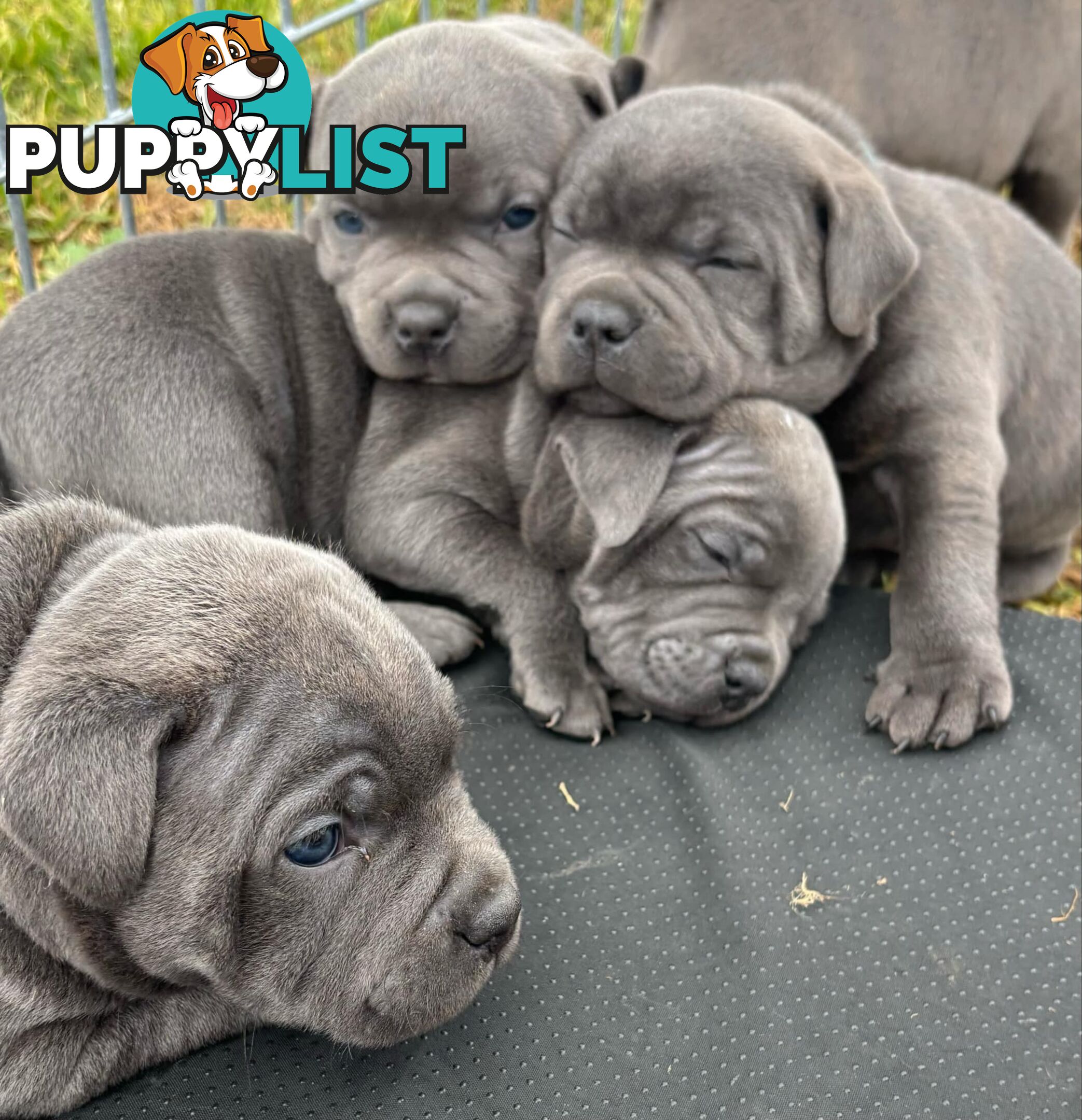 Purebred Blue Staffordshire Bull Terrier