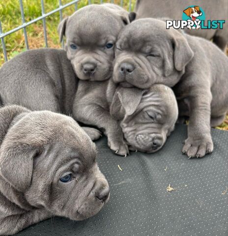 Purebred Blue Staffordshire Bull Terrier