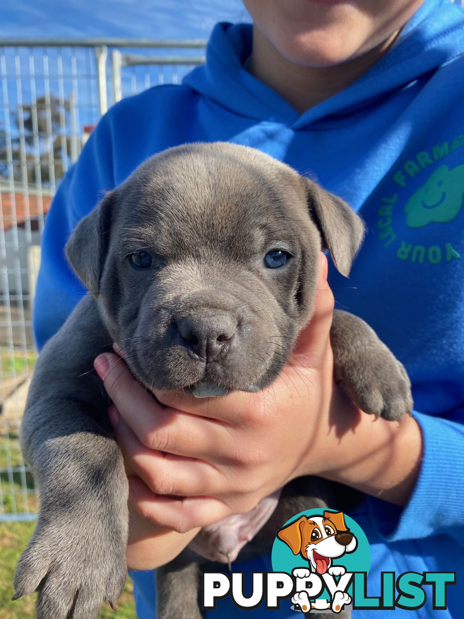 Purebred Blue Staffordshire Bull Terrier