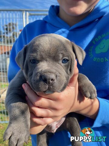 Purebred Blue Staffordshire Bull Terrier
