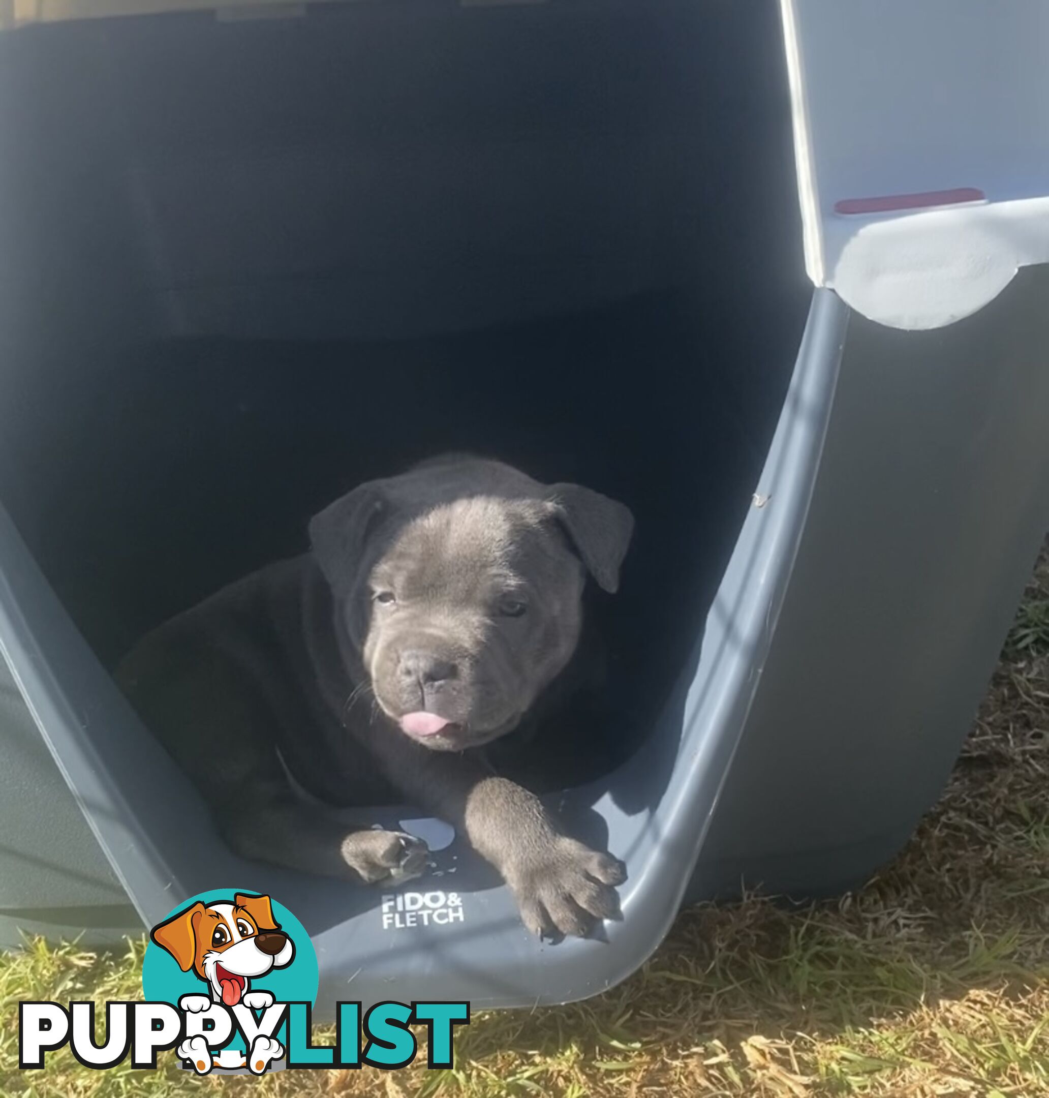Purebred Blue Staffordshire Bull Terrier