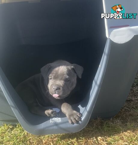 Purebred Blue Staffordshire Bull Terrier