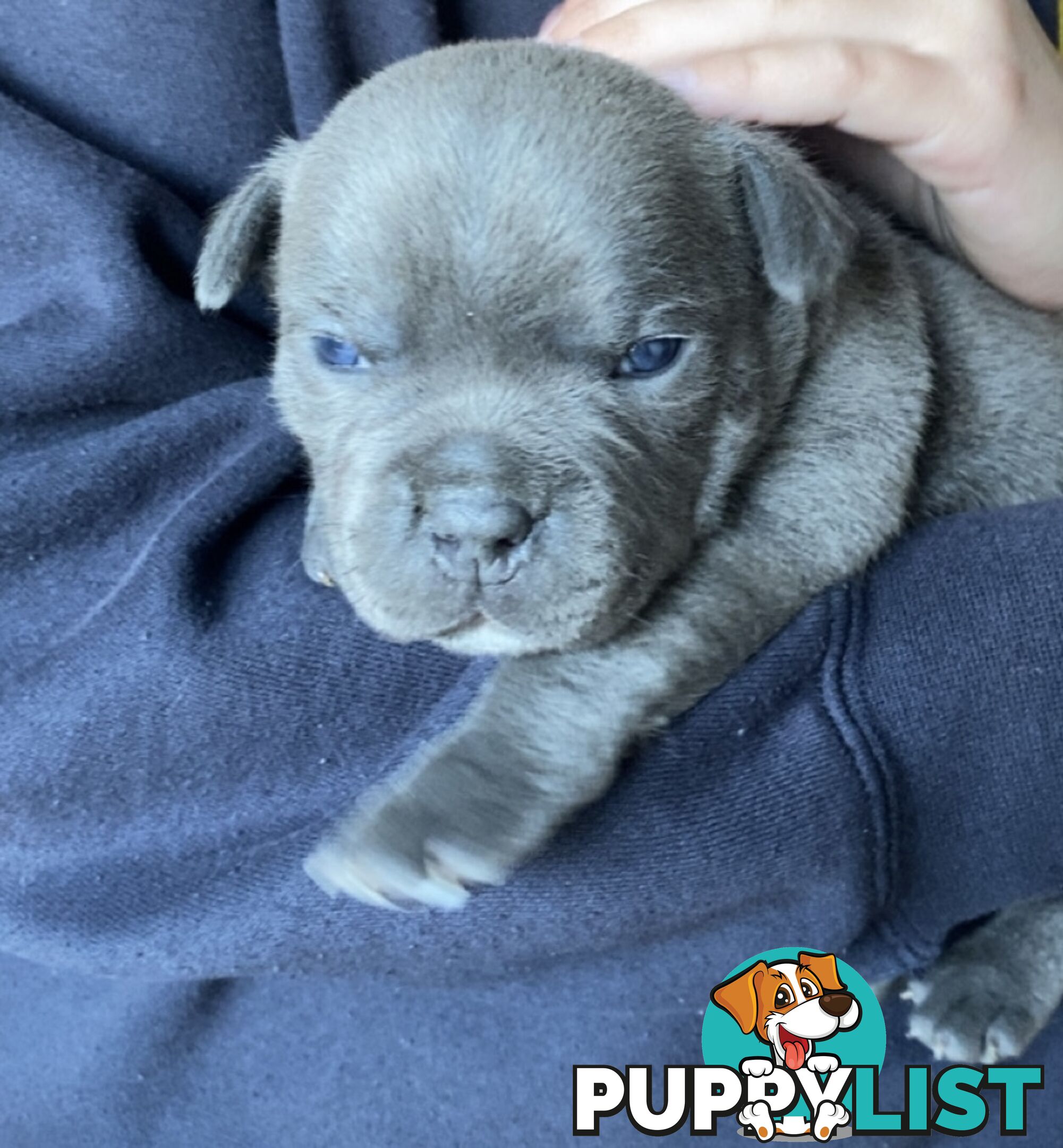 Purebred Blue Staffordshire Bull Terrier