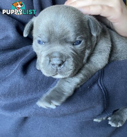 Pure Bread Blue Staffordshire